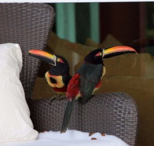 Toucans on a chair on the deck