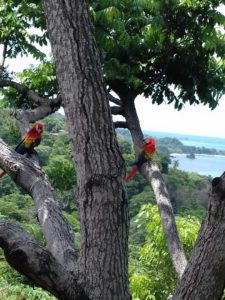 Scarlet Macaws in Manuel Antonio