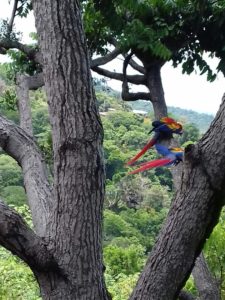 Scarlet Macaws in Costa Rica.