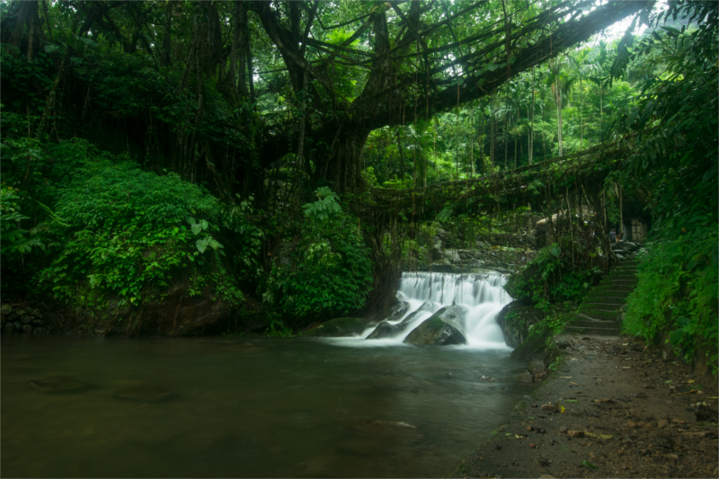 Embark on Rainforest day Tours