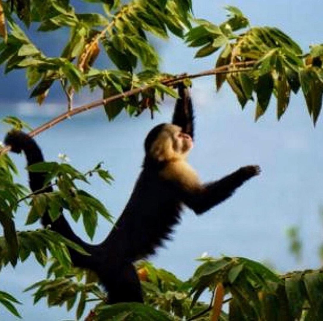 capuchins-jumping-through-the-branches
